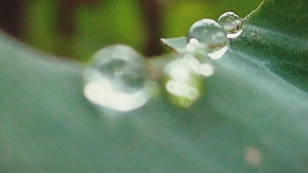 葉に水滴が落ちる