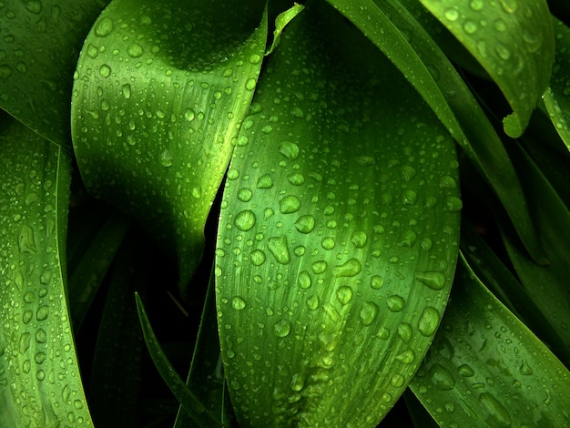 Water drops on leaf