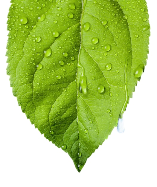 Water Drops on a Leaf