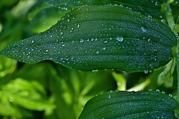 Photo water drops on a leaf