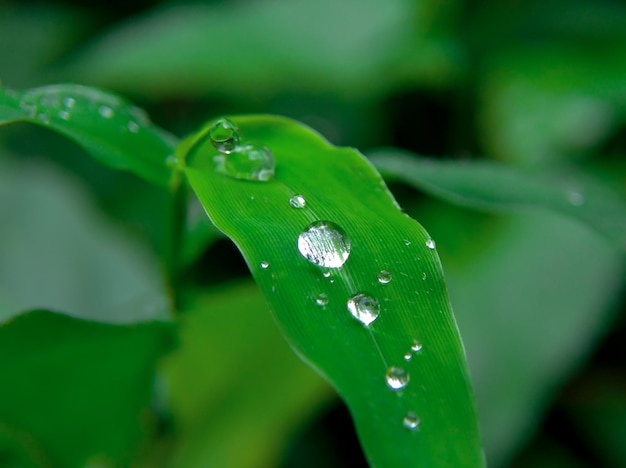 Water drops on a leaf