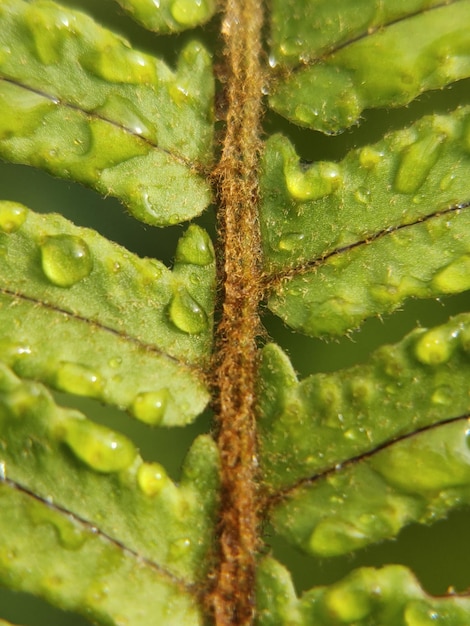 Water drops on leaves in the morning