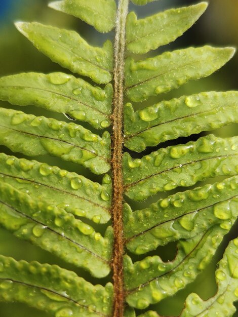 Water drops on leaves in the morning