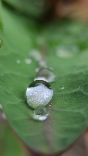 아침에 잎에 물방울이 떨어집니다.