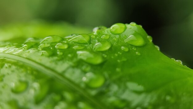 朝は葉に水が落ちる