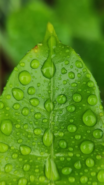 朝は葉に水が落ちる