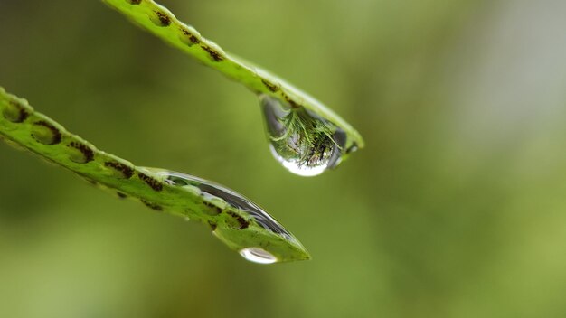 Water drops on leaves in the morning