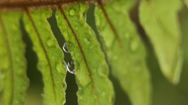 Water drops on leaves in the morning