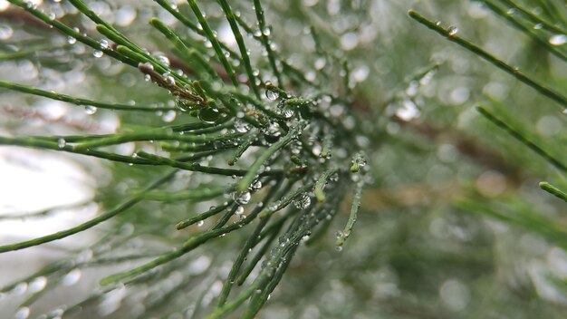 Water drops on leaves in the morning