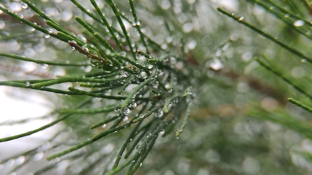 朝は葉に水が落ちる