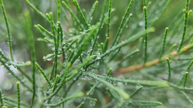 Water drops on leaves in the morning