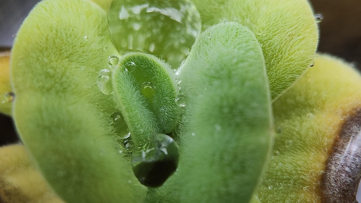 Фотография вода падает на листья по утрам.
