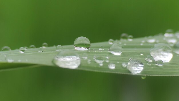 Water drops on leaves in the morning