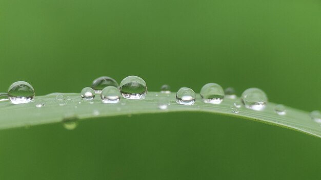 Photo water drops on leaves in the morning