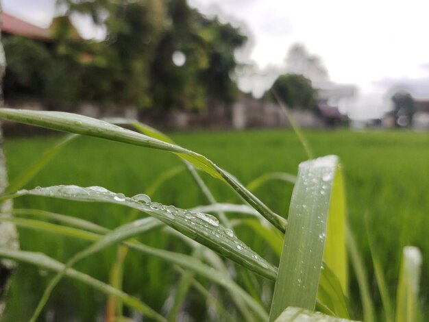 朝は葉に水が落ちる