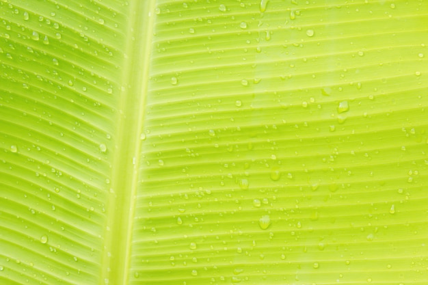 Water drops on natural leaf and branch after raining with beautiful light