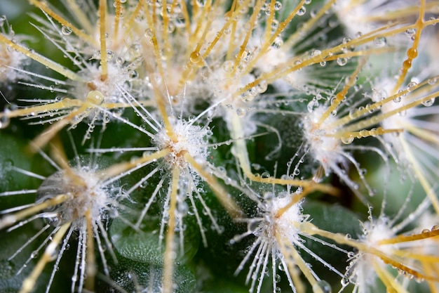 Water drops on the needles of a green cactus