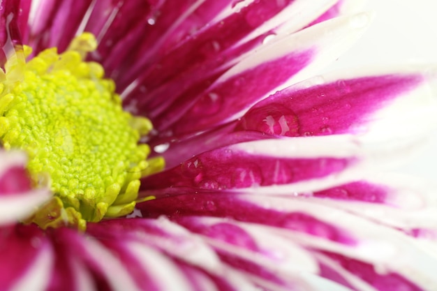 写真 菊の花びらのクローズアップに水滴