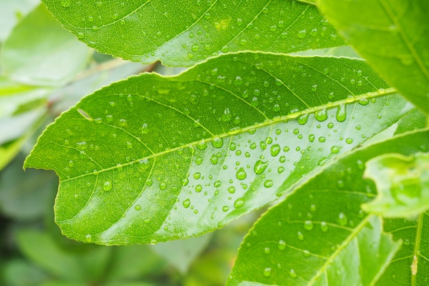 緑の葉の背景に水滴