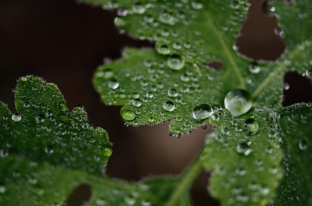 写真 葉に水滴が落ちる