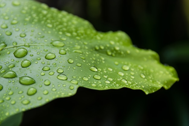 写真 自然界の葉に水が落ちる。