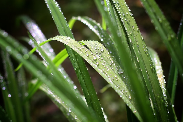 写真 緑の芝生に水滴