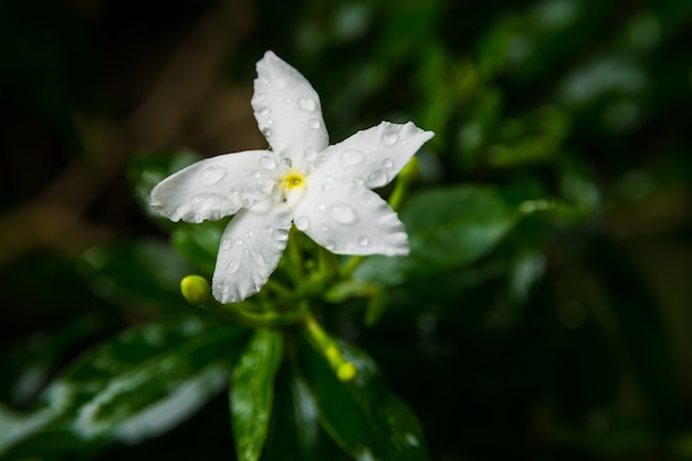 写真 庭の白い花の上に水が落ちる。