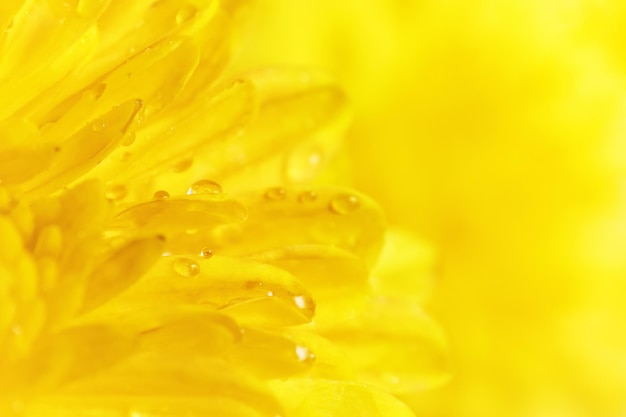 Water drops on petals of yellow flower close up