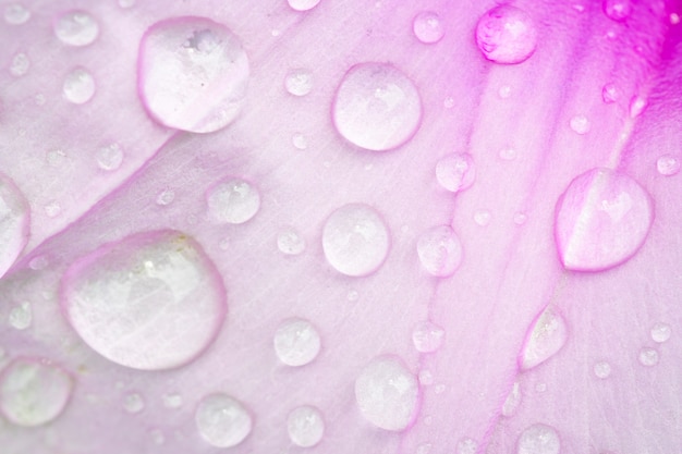 water drops on pink flowe