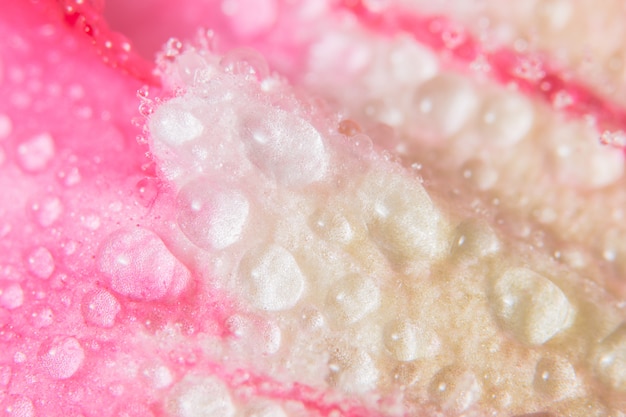 ピンクの花びらの背景に水滴