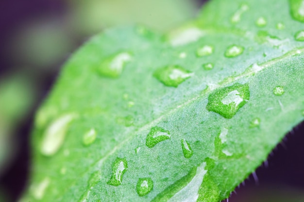 Gocce d'acqua su foglie di piante.