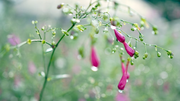 紫色の花の上に水が落ちる。