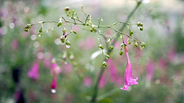 Water drops on purple flowers.