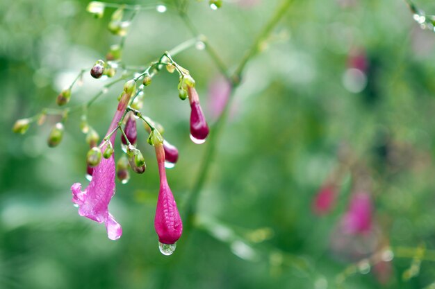 紫色の花の上に水が落ちる。