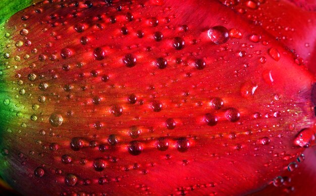 water drops on a red flower in a glass vase.