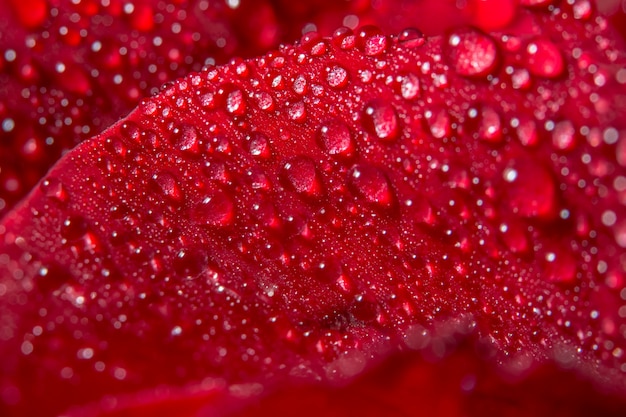 Gocce d'acqua su petali di fiori rossi.