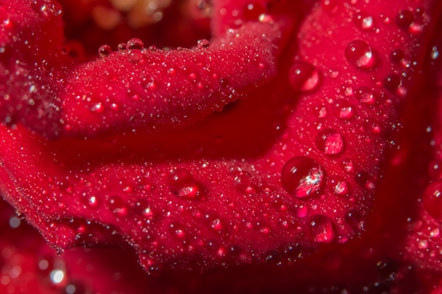 Water drops on red flower petals.