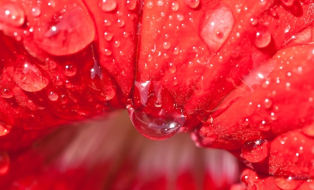 Photo water drops on the red