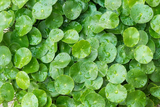 Water drops on rounded green leaves plant