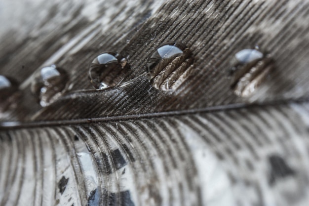 Water drops in a row on the gray pheasant feather closeup macro