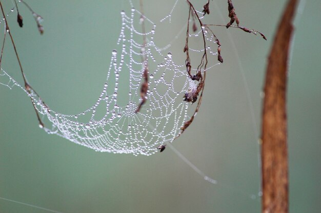 Water drops on the spider web like garland of diamonds