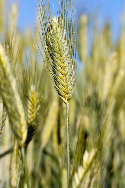 Water drops on the spikelet