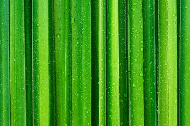 water drops splashing on green leaf