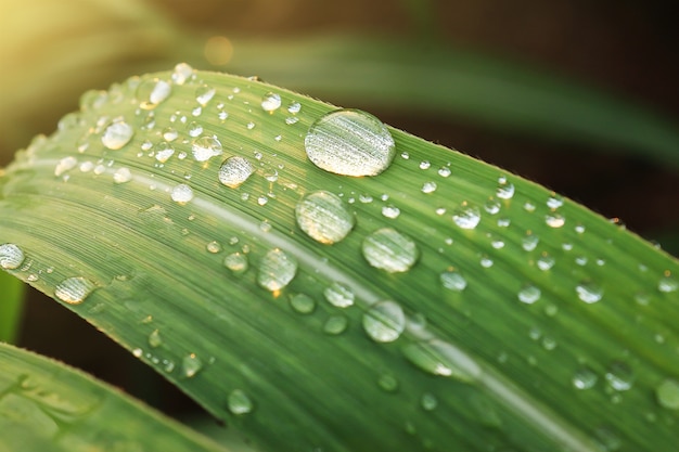 Water drops on sugar cane leaf