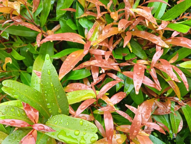 Water drops in syzygium paniculatum leaves after rain