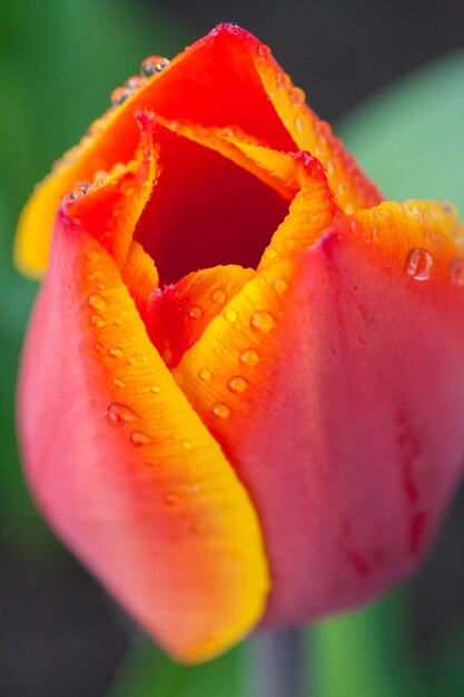 チューリップの花びらに水滴