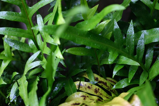 Water drops on Wart fern leaf Ornamental foliage Fern Concept NATURAL BACKGROUND