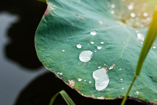 Water drops with light after rain.