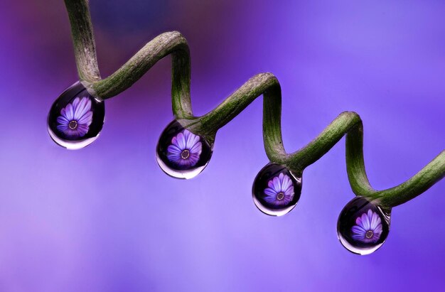 Water drops