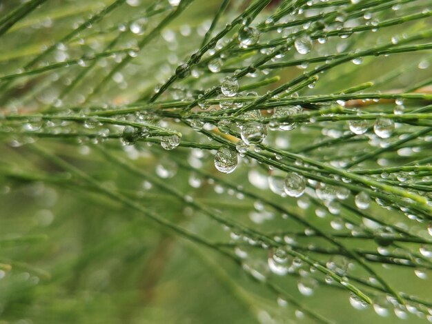 Water druppels op bladeren in de ochtend